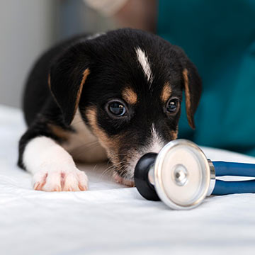 black-brown-puppy-sniffing-stethoscope-at-vet-clinic-360px-1 closeup of a black and brown puppy sniffing a stethoscope at a vet clinic
