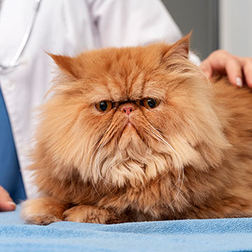 closeup of fluffy orange persian cat on a veterinary exam table