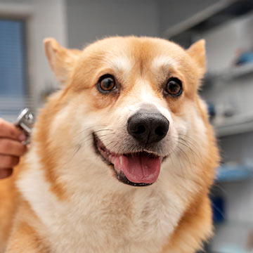 closeup-of-happy-corgi-being-examined-by-vet-360px-sq-1 closeup of a happy corgi being examined by a vet