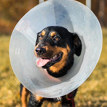 closeup-black-brown-dog-wearing-post-surgery-collar-outdoors-360px-sq-1b closeup of a black and brown dog wearing a post-surgery collar outside