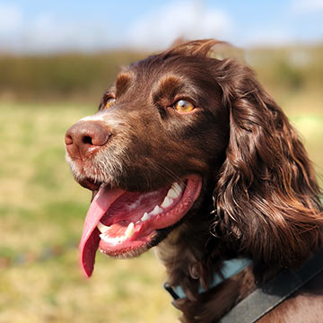 closeup-of-brown-spaniel-with-pearly-white-teeth-outdoors-360px-sq-1 closeup of a brown spaniel dog with pearly white teeth outside