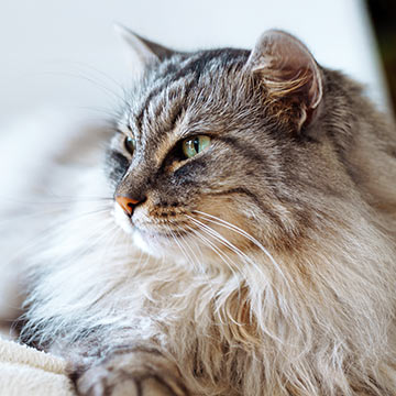 closeup-of-fluffy-gray-cat-resting-360px-sq-1 closeup of a fluffy gray cat resting at the vet