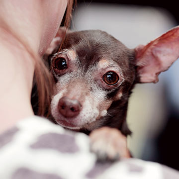 closeup-of-senior-chihuahua-resting-on-owners-shoulder-360px-sq-1 closeup of a senior chihuahua dog resting on his owner's shoulder