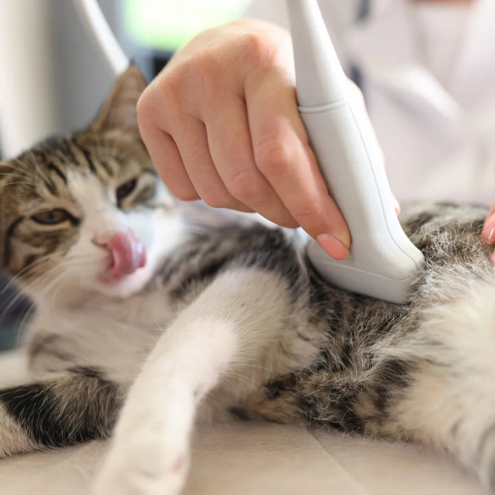 Cat ultrasound at vet A cat is being examined with an ultrasound machine by a veterinarian.