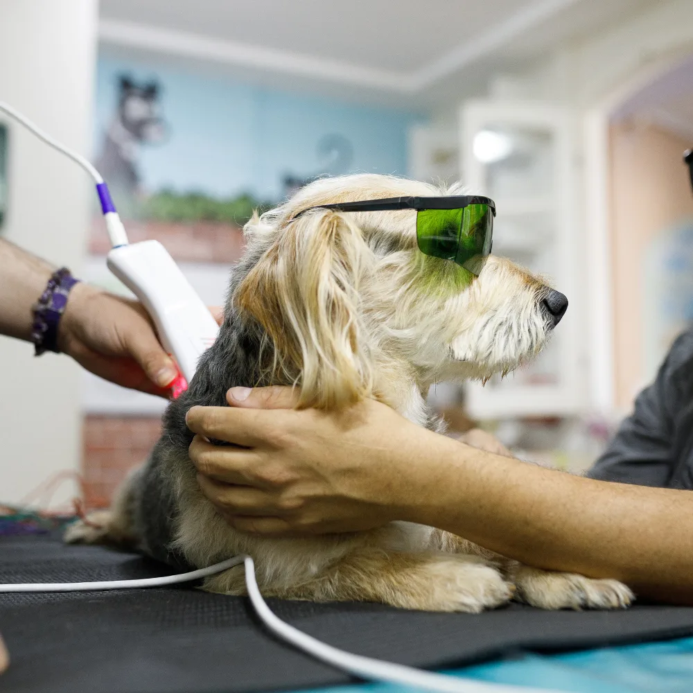 Dog laser therapy treatment A dog wearing green protective glasses is being treated with a laser therapy device.