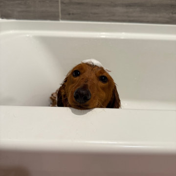Dog with soap on its head sitting in bath