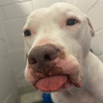 White dog with tongue out.